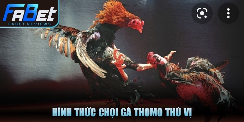 Đá Gà Fabet Có Gì Thú Vị Và Hấp Dẫn Với Các Cược Thủ Hình thức chọi gà Thomo thú vị