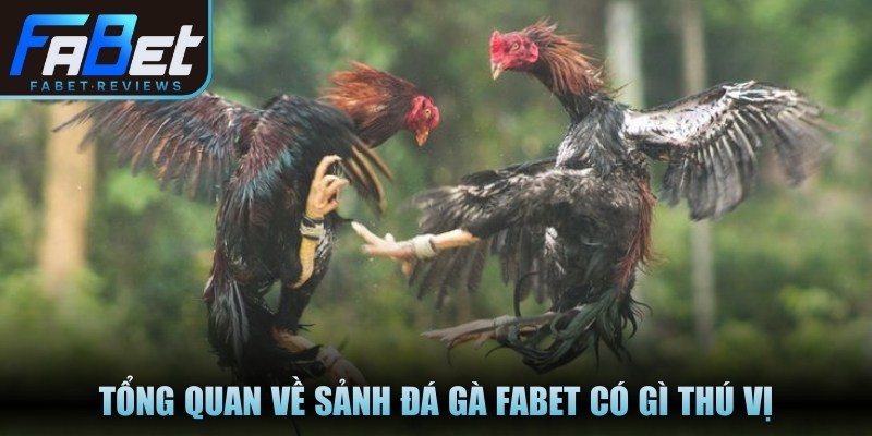Đá Gà Fabet Có Gì Thú Vị Và Hấp Dẫn Với Các Cược Thủ Tổng quan về sảnh đá gà Fabet có gì thú vị