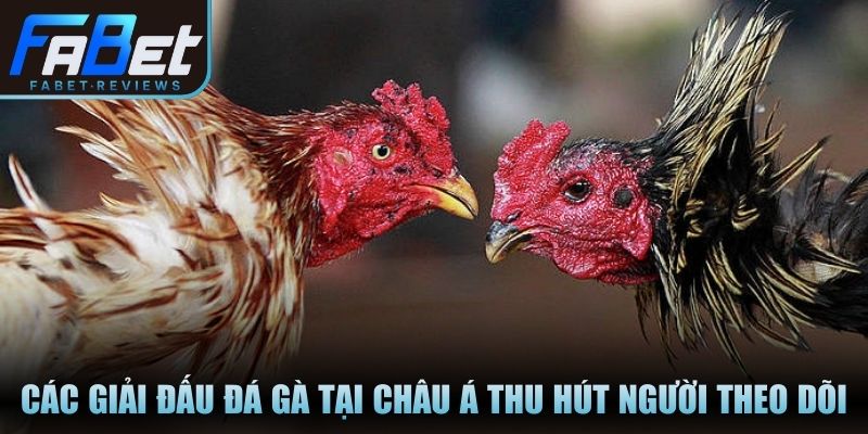 Giải Đấu Đá Gà – Tổ Chức Bài Bản Và Luật Thi Minh Bạch Các giải đấu đá gà lớn tại châu Á thu hút người theo dõi