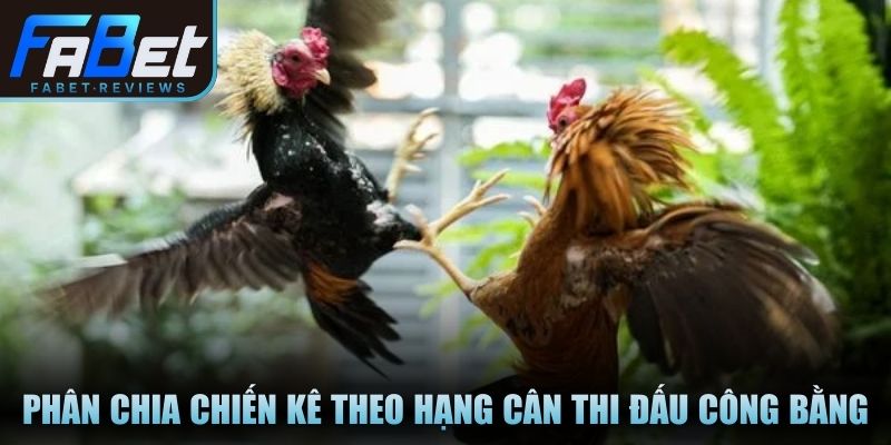 Giải Đấu Đá Gà – Tổ Chức Bài Bản Và Luật Thi Minh Bạch Phân chia chiến kê theo hạng cân thi đấu công bằng