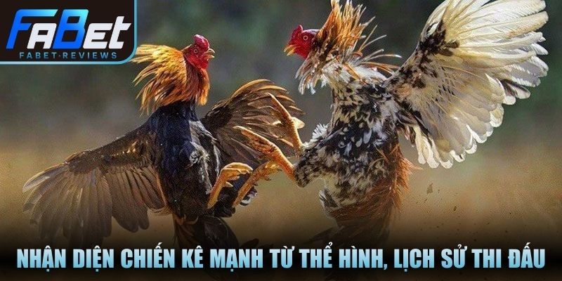 Nhận diện chiến kê mạnh từ thể hình, lịch sử thi đấu